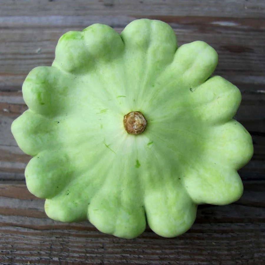 3 Colors Mix Patty Pan (Bush Scallop Squash) - Image 5