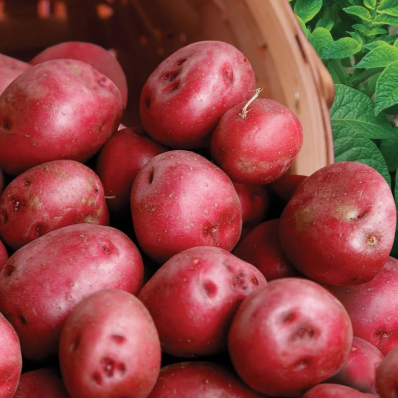 PRE-ORDER NOW! SHIPS APRIL 2026 - 3 Colors Mix Seed Potatoes - Image 4