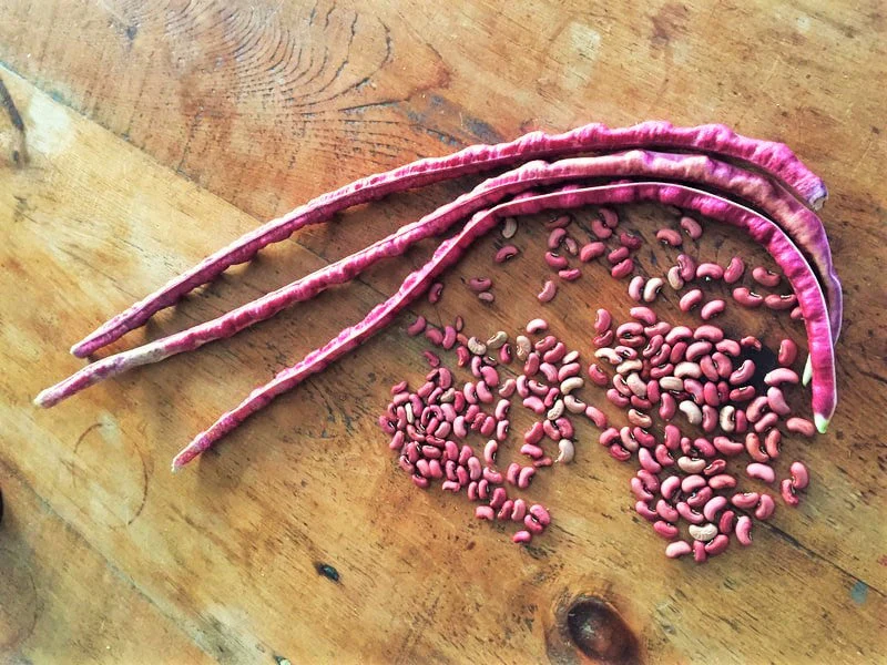 5 Colors Mix Yard Long Bean - Image 10