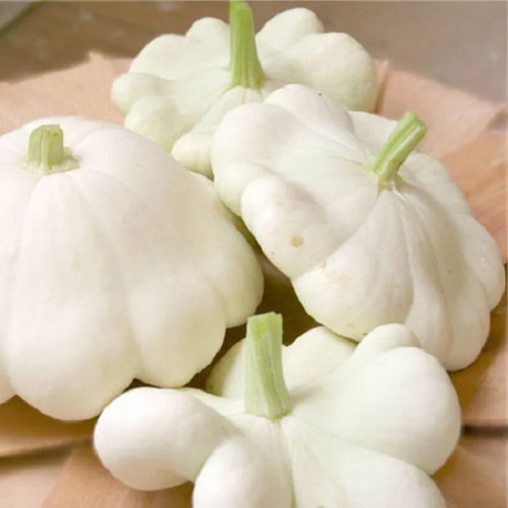 5 Species Summer Squash Mix - Image 6