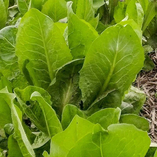 African Cabbage