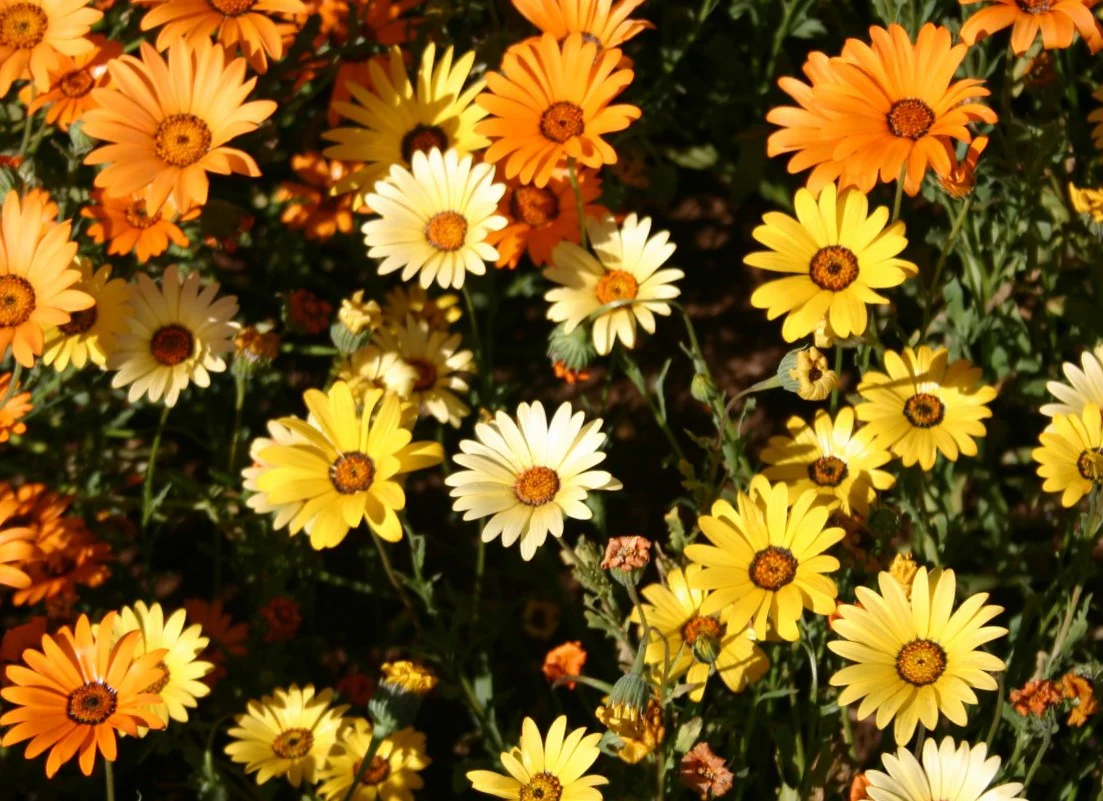 African Daisy Mix - Image 9