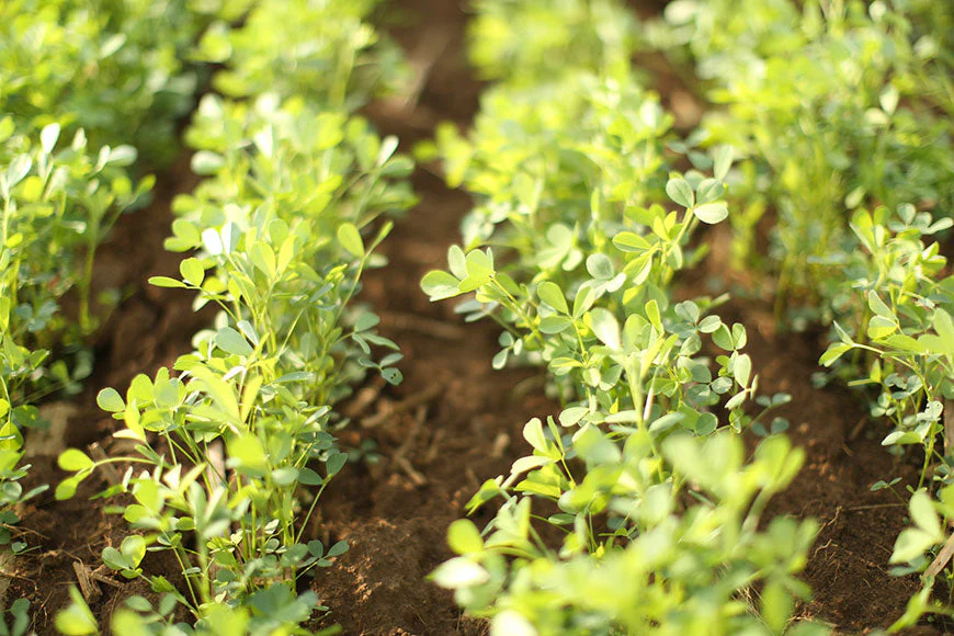 True Alfalfa - Image 4