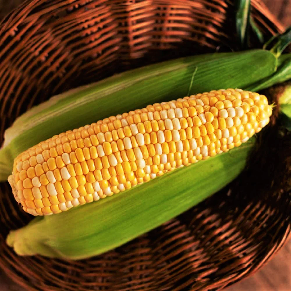 Ambrosia Bicolor Sweet Corn - Image 2