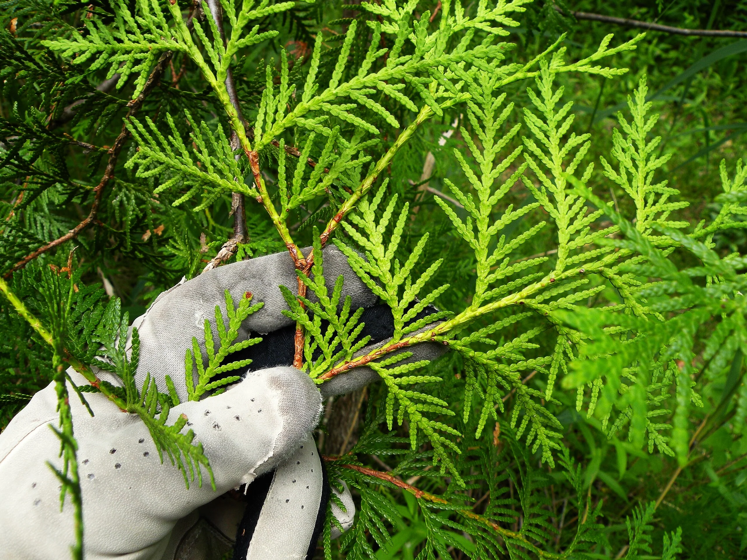 American Arborvitae (White Cedar) - Image 10
