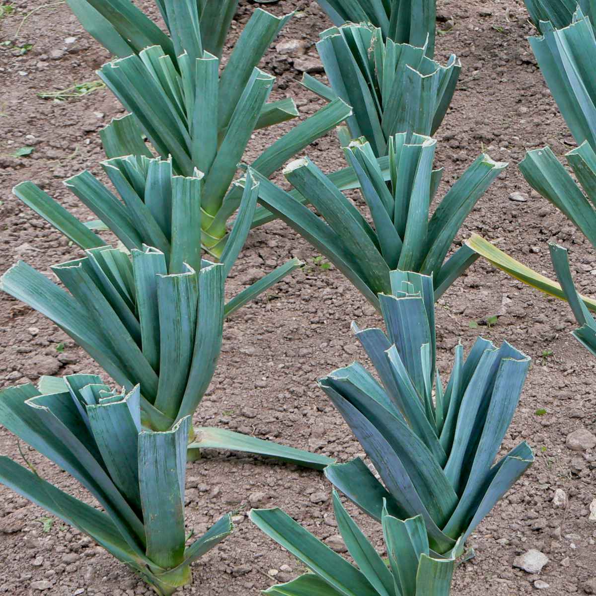 American Flag Leek - Image 3