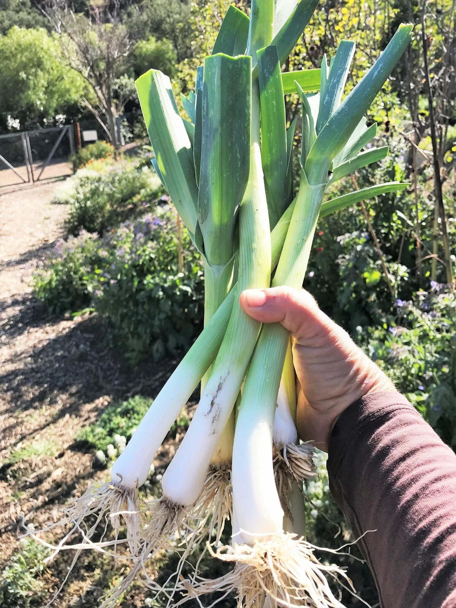 American Flag Leek - Image 4