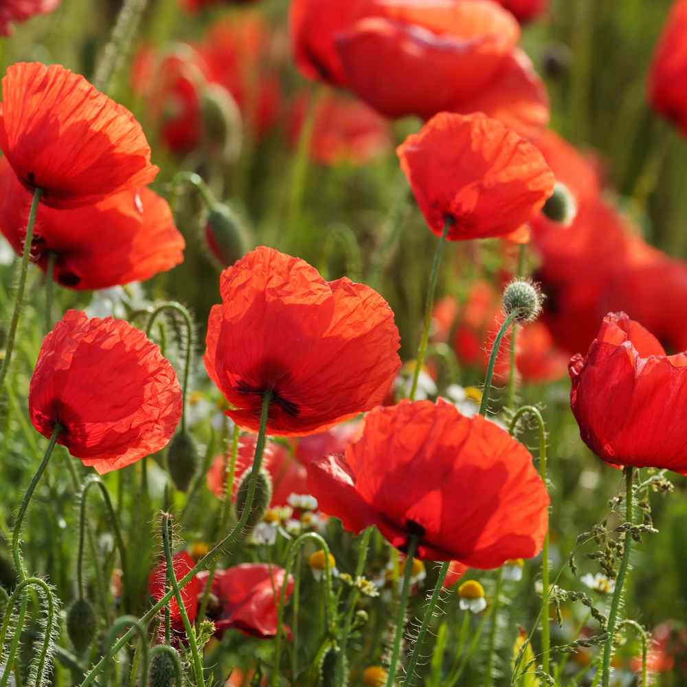 American Legion Poppy (Red Corn Poppy) - Image 2
