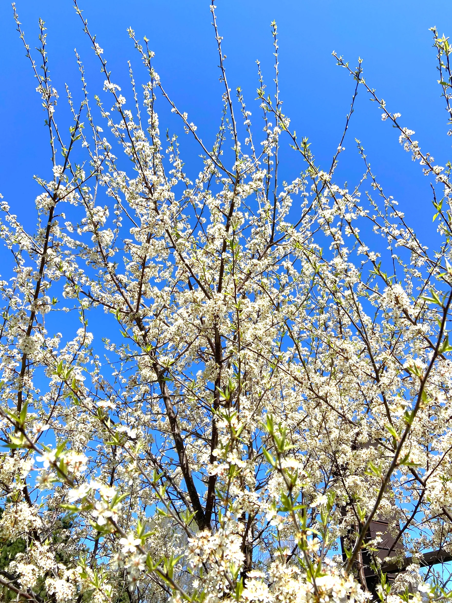 American Plum Tree - Image 10