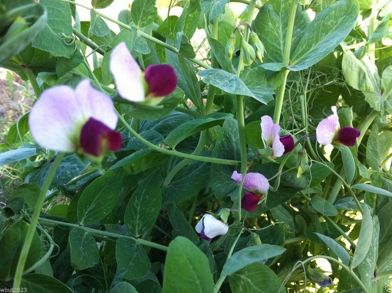 Austrian Winter English Pea - Image 6
