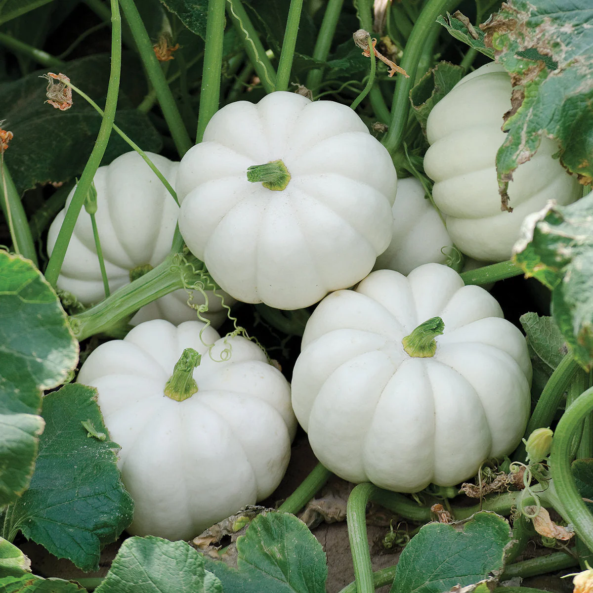 Baby Boo Pumpkin - Image 2
