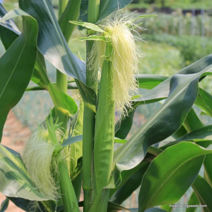 Baby Corn - Image 2