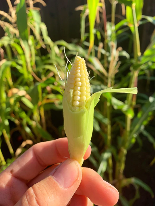 Baby Corn - Image 3