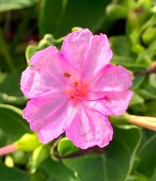 Baby Pink Four O' Clock - Image 7