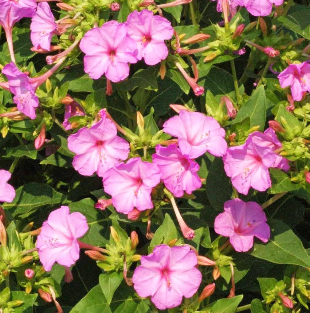 Baby Pink Four O' Clock - Image 9