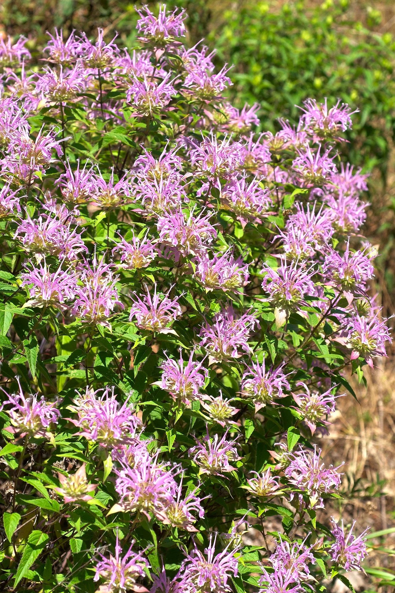 Bee Balm (Wild Bergamot) - Image 2