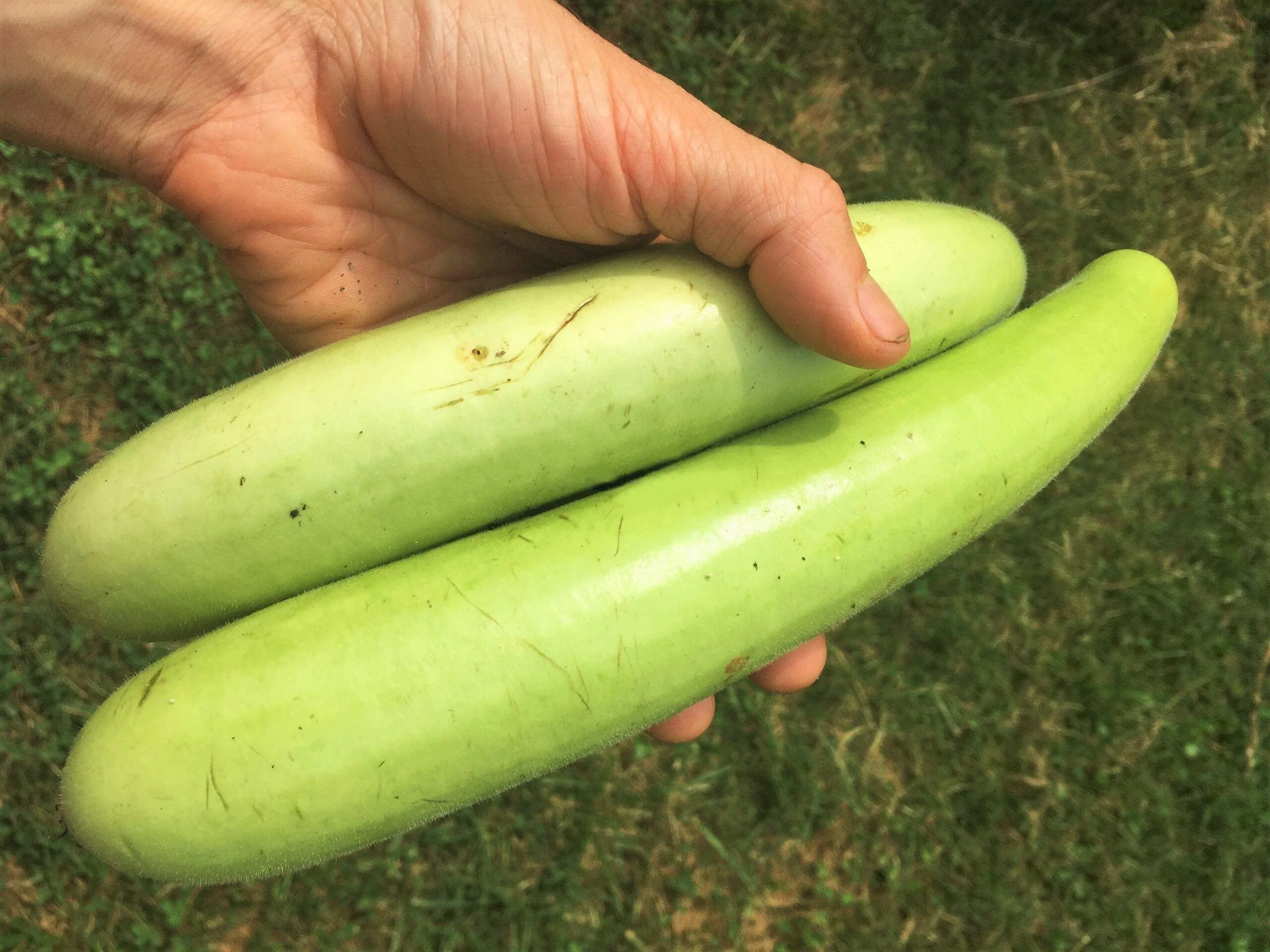 Big Green Sausage Bottle Gourd - Image 9