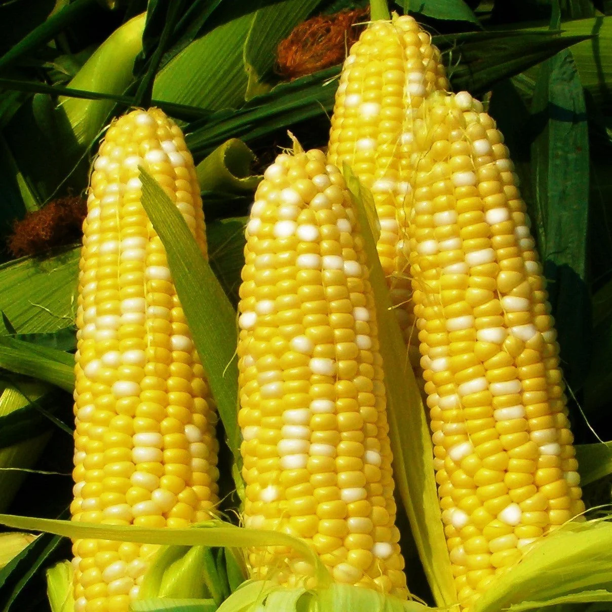 Bi-Licious F1 Bicolor Sweet Corn