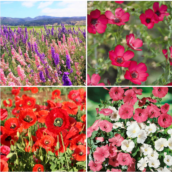 22 Species Wildflowers - Birds, Bees, and Butterflies Mix For Pollinators - Image 5
