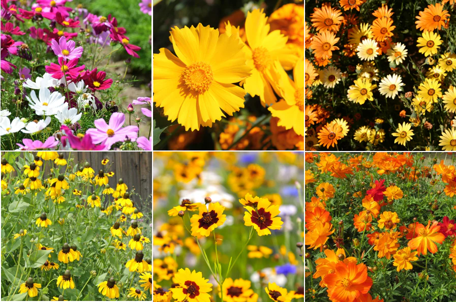 22 Species Wildflowers - Birds, Bees, and Butterflies Mix For Pollinators - Image 8