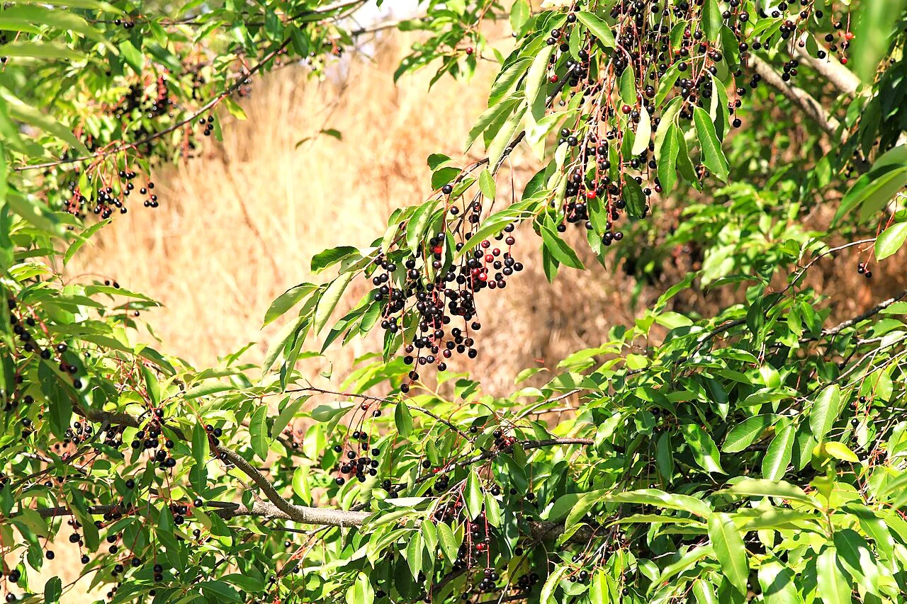 Black Cherry Tree - Image 3