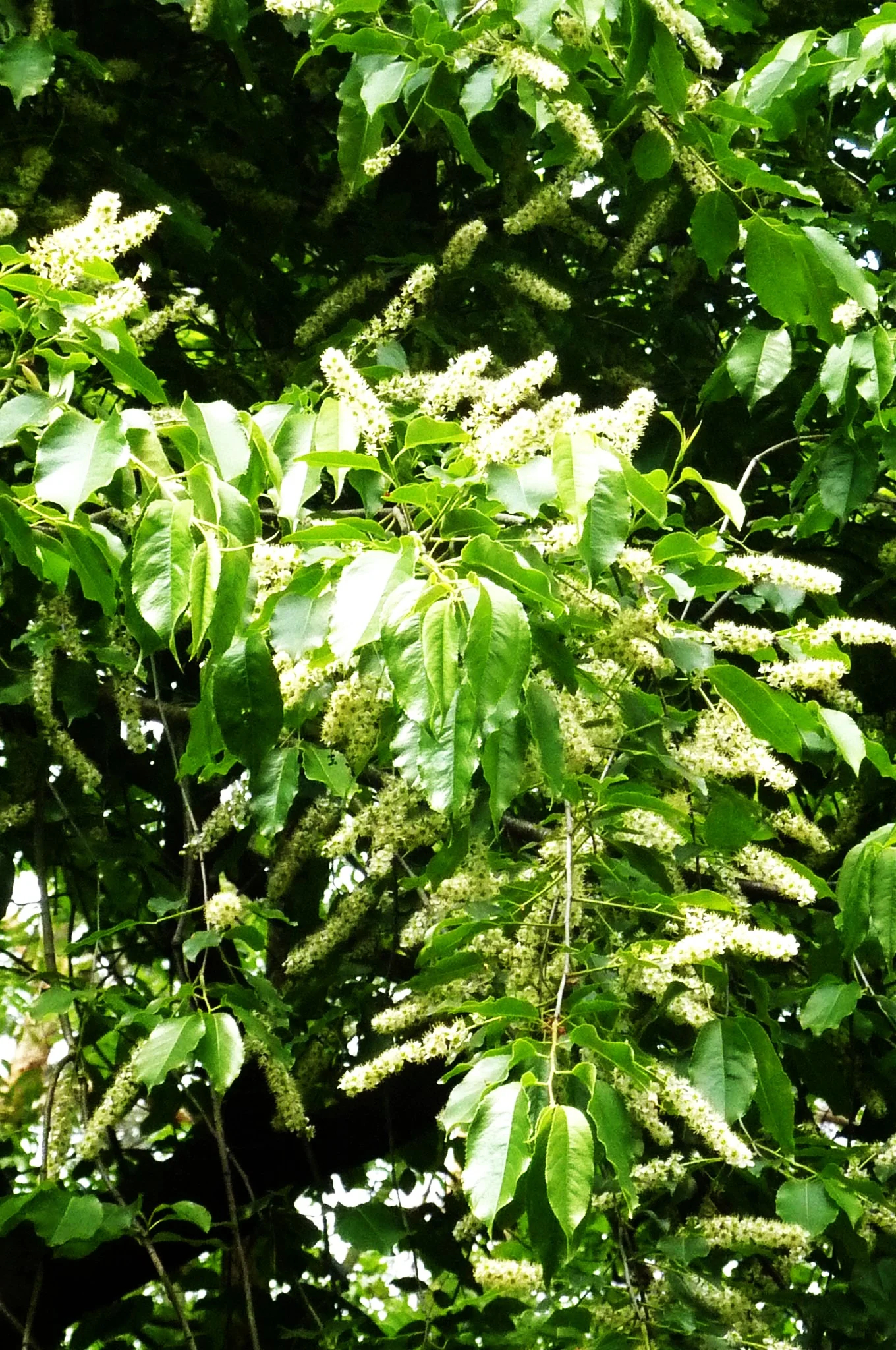 Black Cherry Tree - Image 8