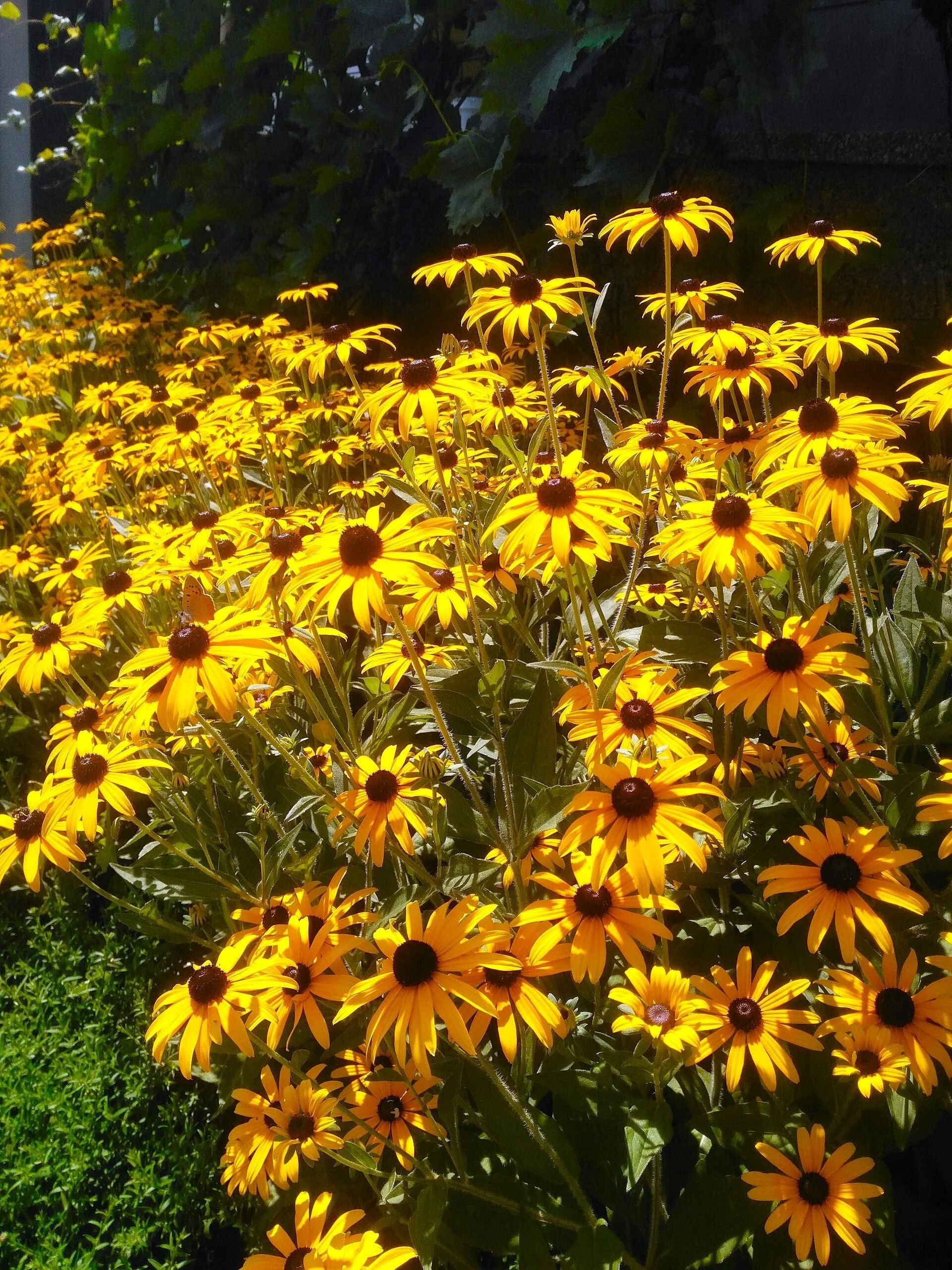 Black-Eyed Susan - Image 2