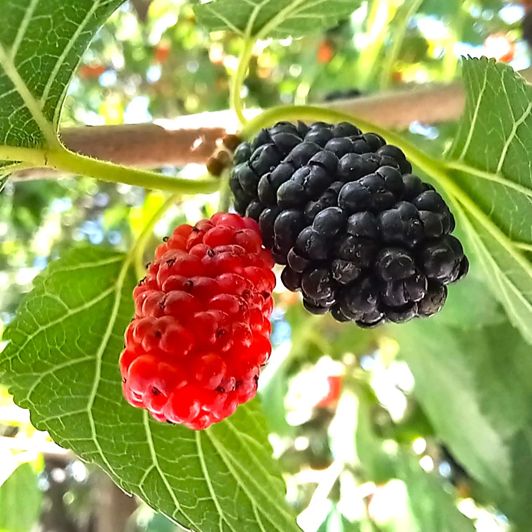Black Mulberry Tree