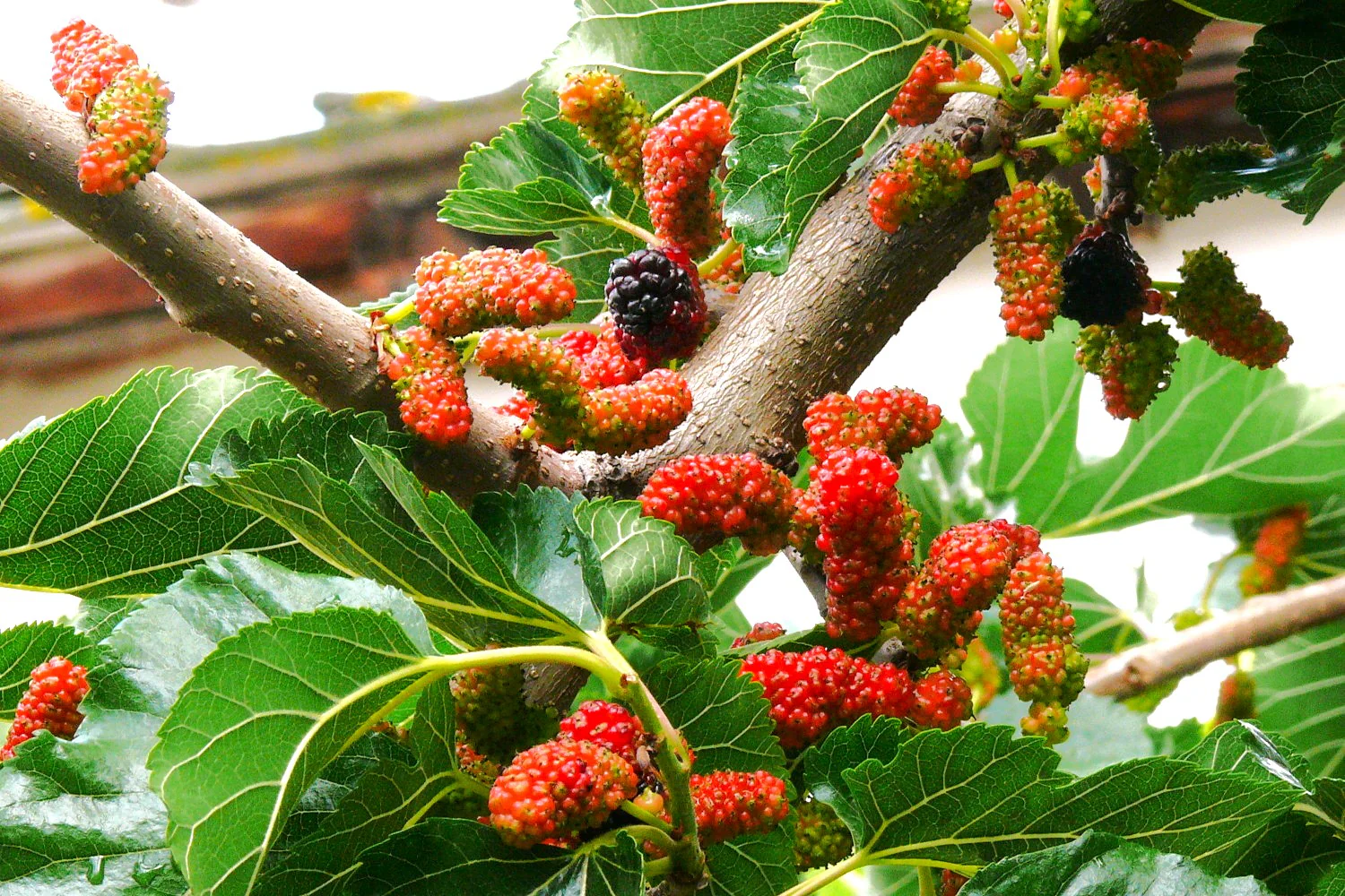 Black Mulberry Tree - Image 3