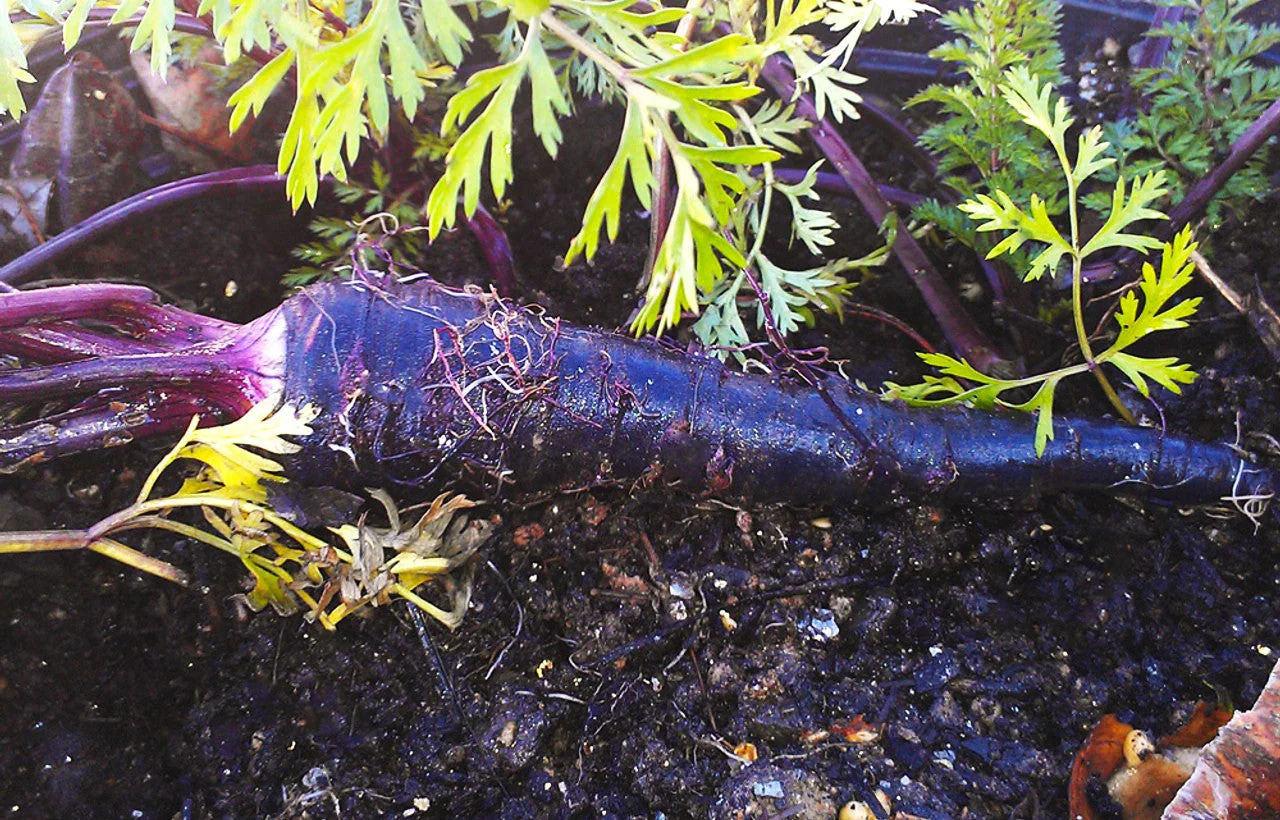 Black Nebula Carrot - Image 3
