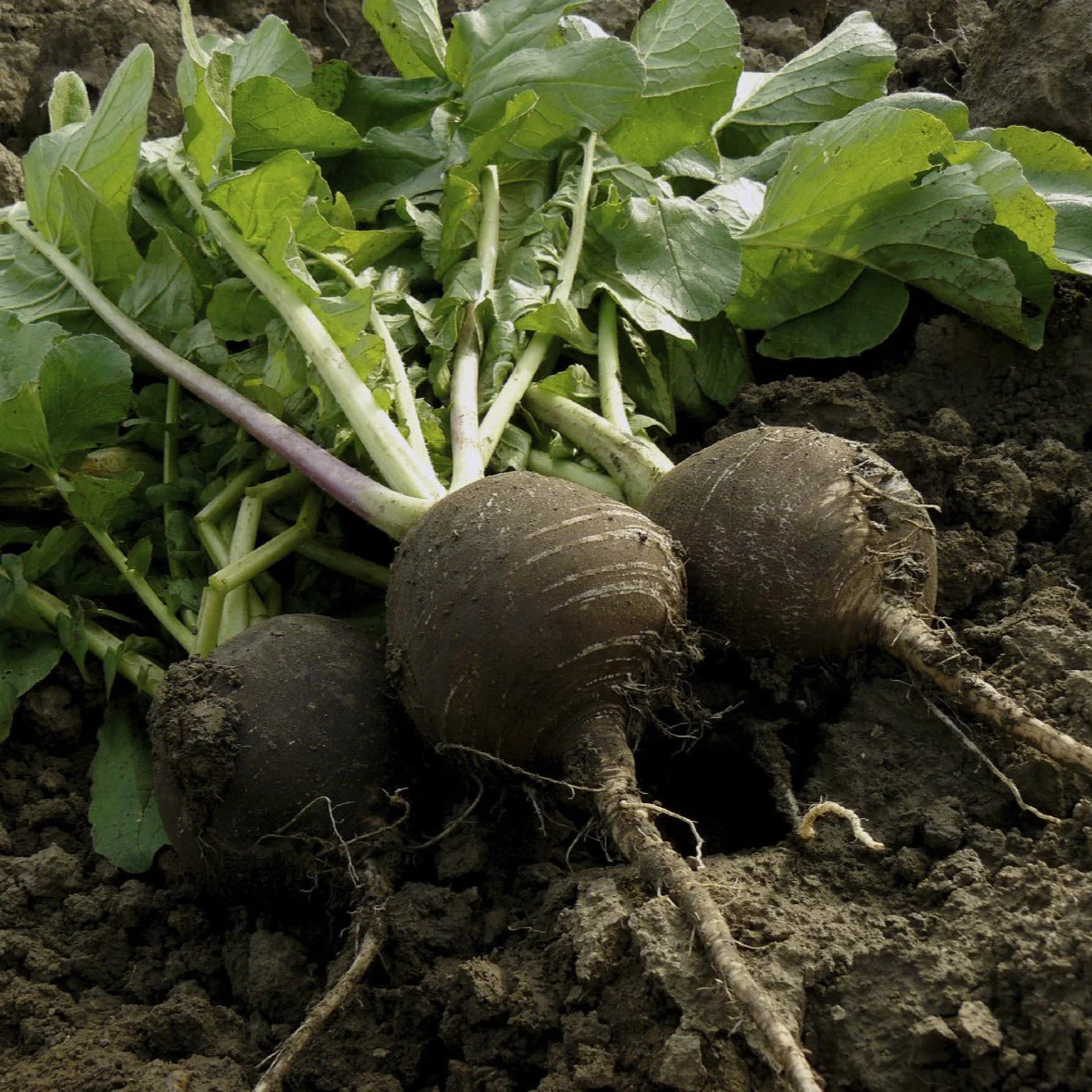 Black Spanish Round Radish