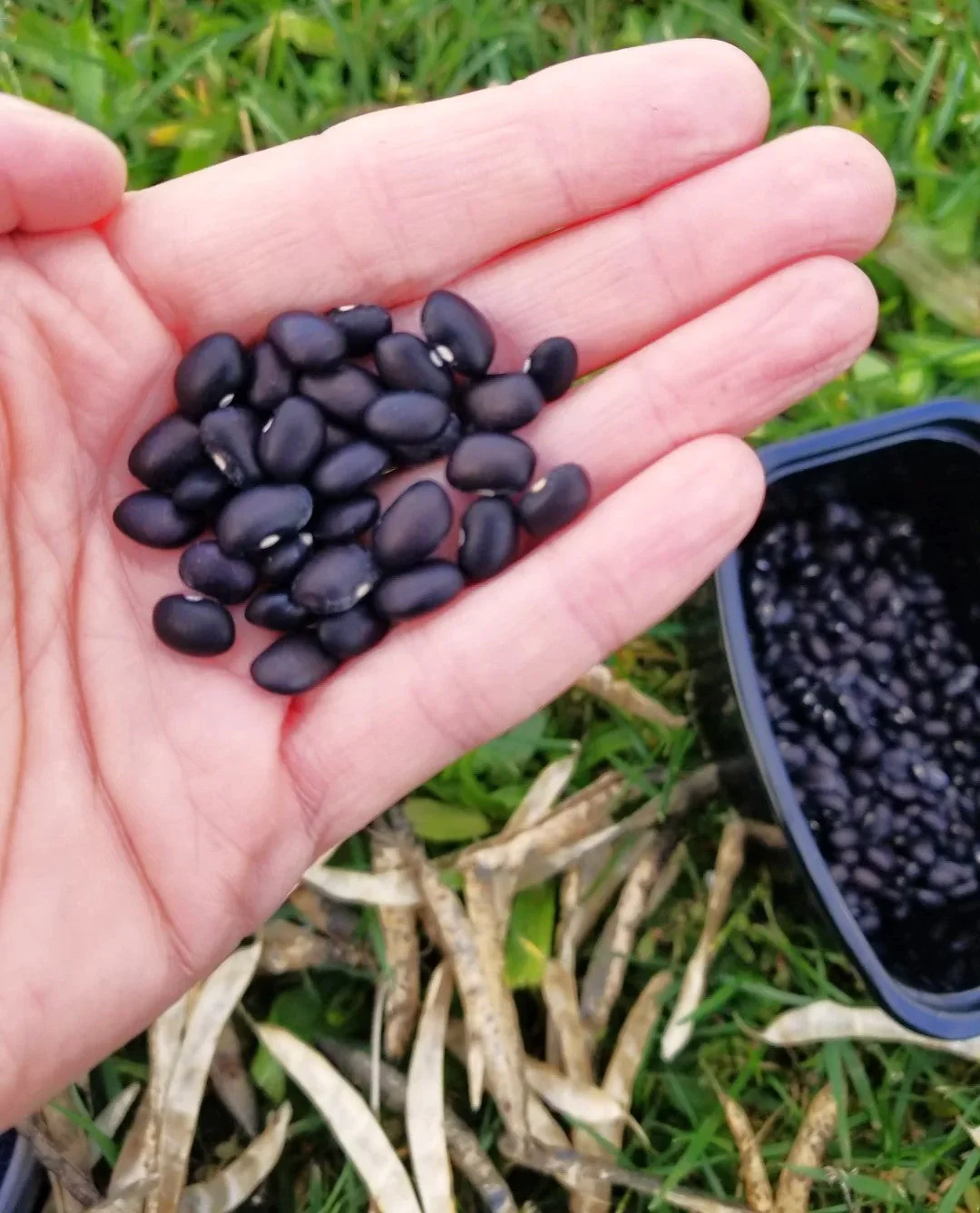 Black Turtle Bean (Black Bean) - Image 3