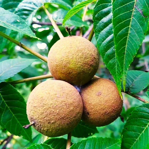Black Walnut Tree
