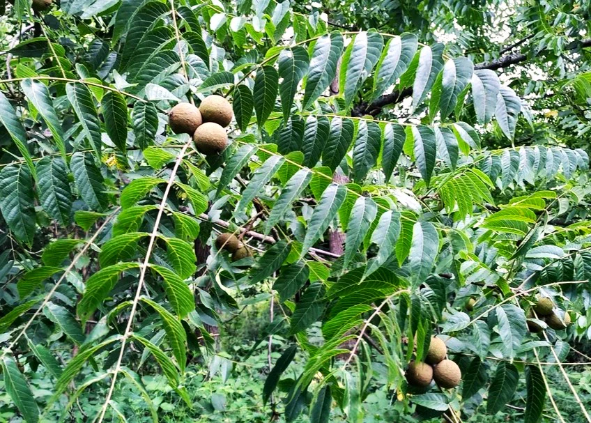 Black Walnut Tree - Image 2