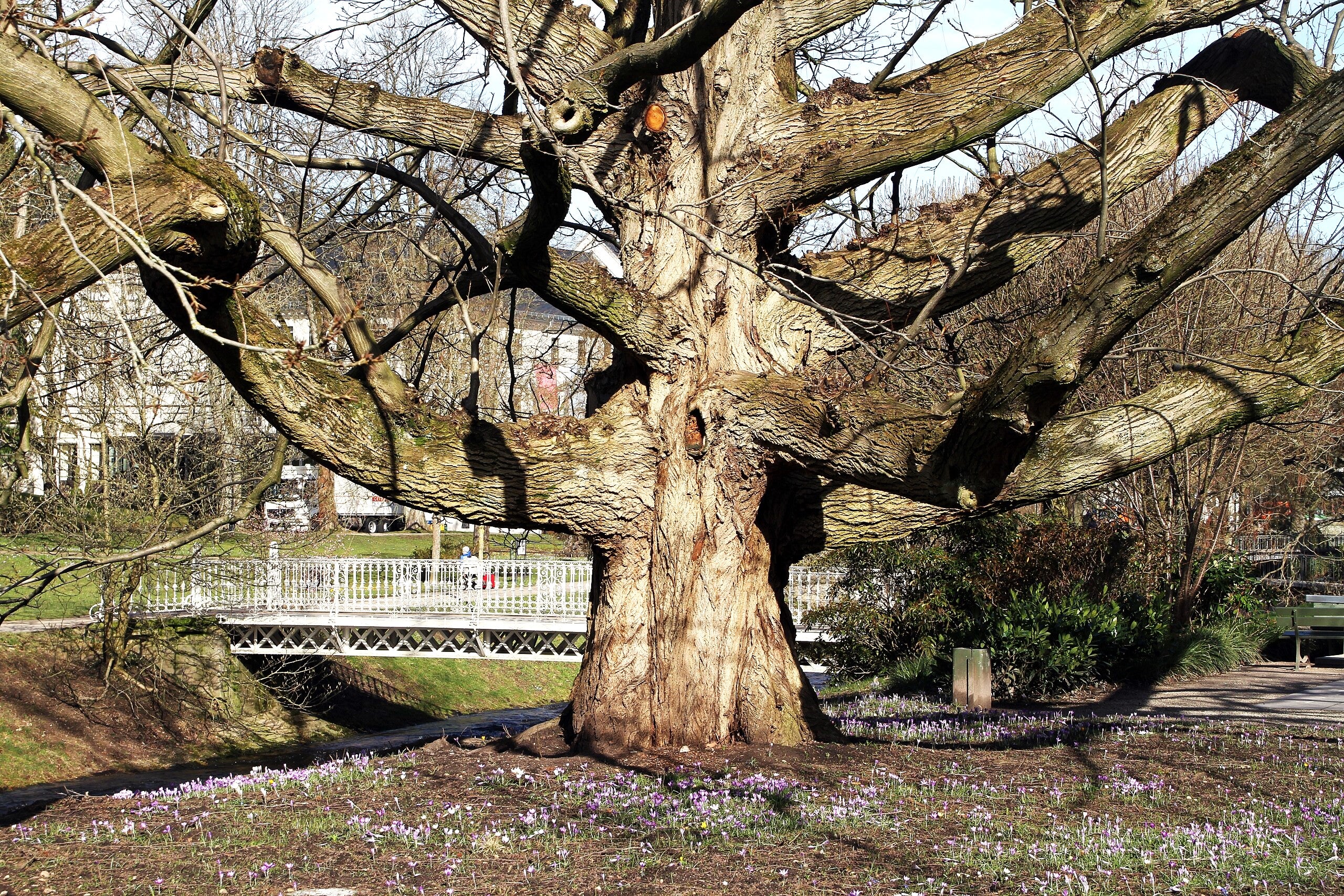 Black Walnut Tree - Image 8
