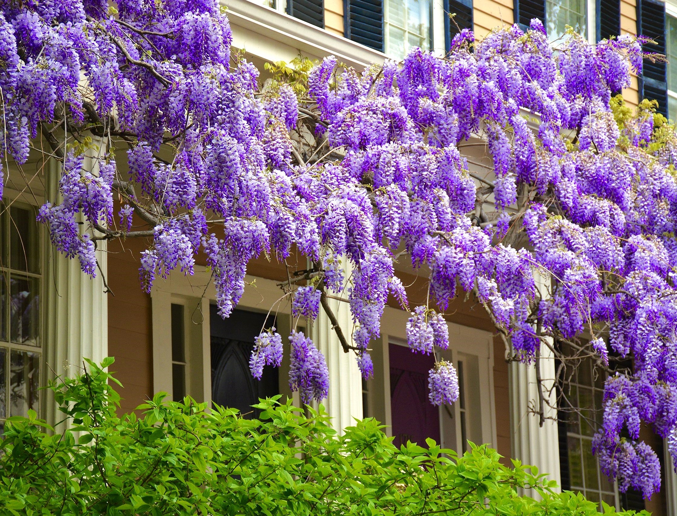 Blue Chinese Wisteria - Image 4