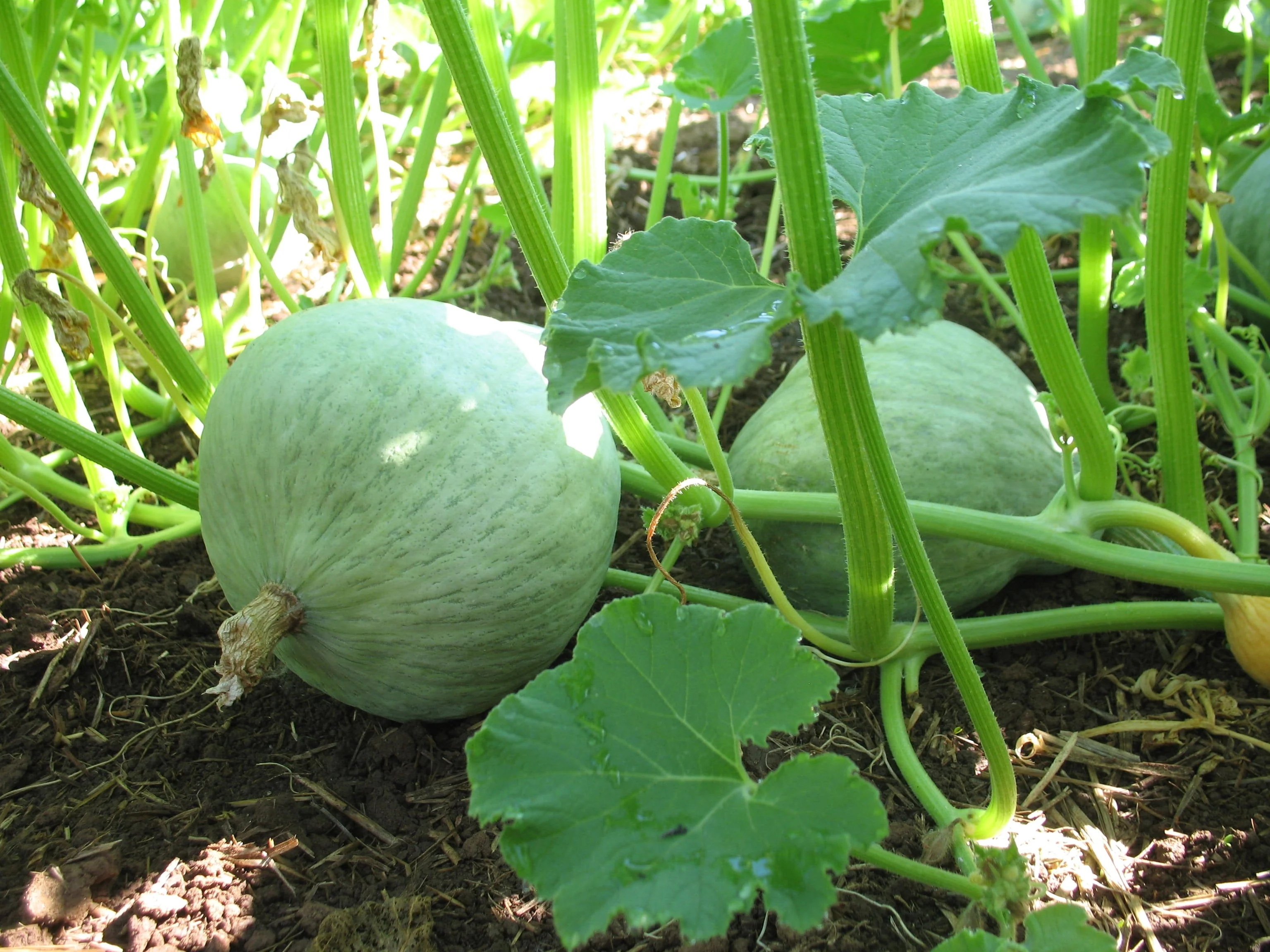 Blue Hubbard Squash - Image 2