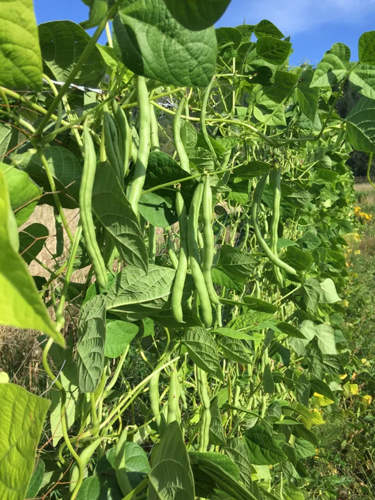 Blue Lake FM1k Green Bean (Pole) - Image 2