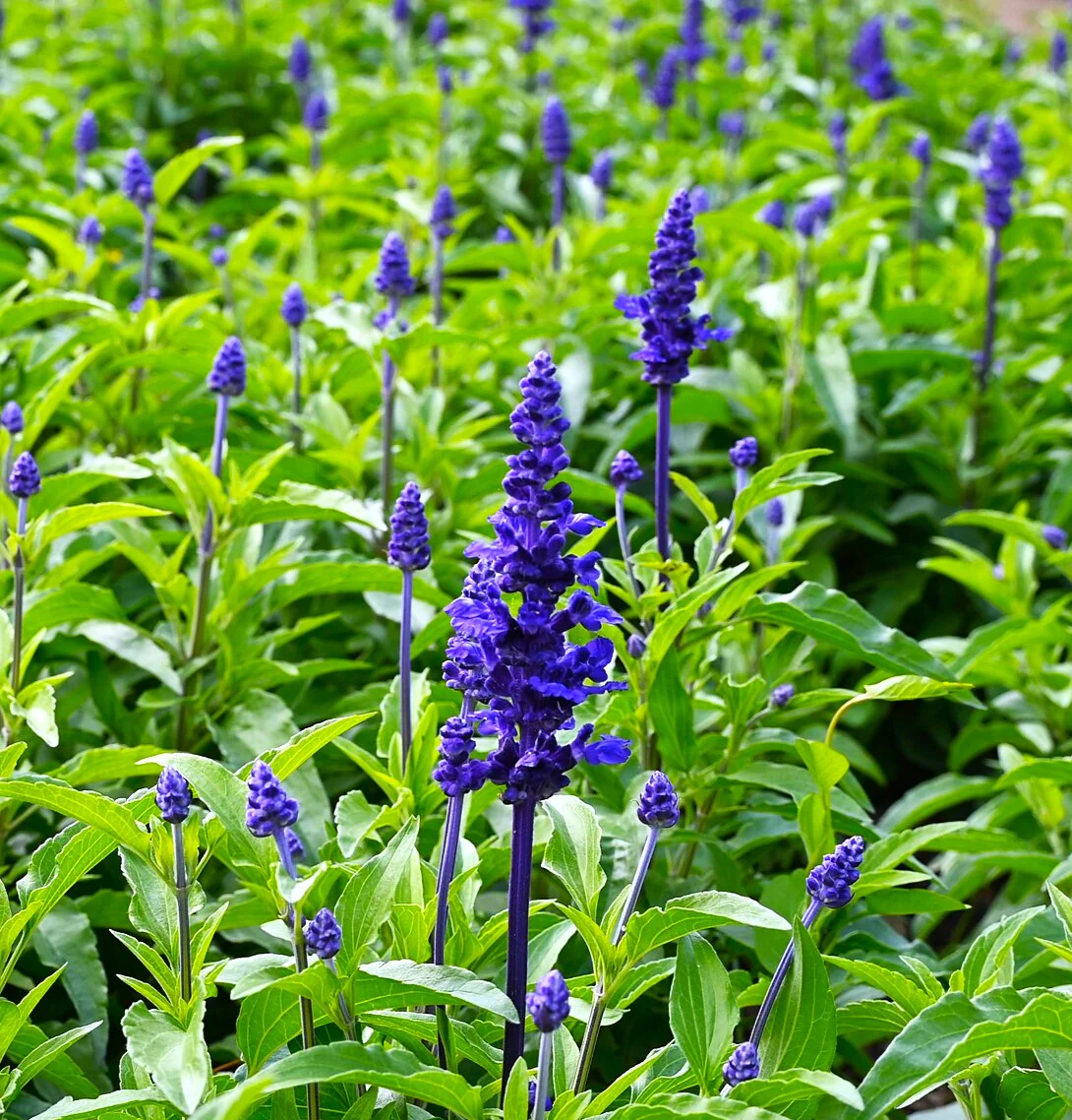 Blue Sage - Image 7