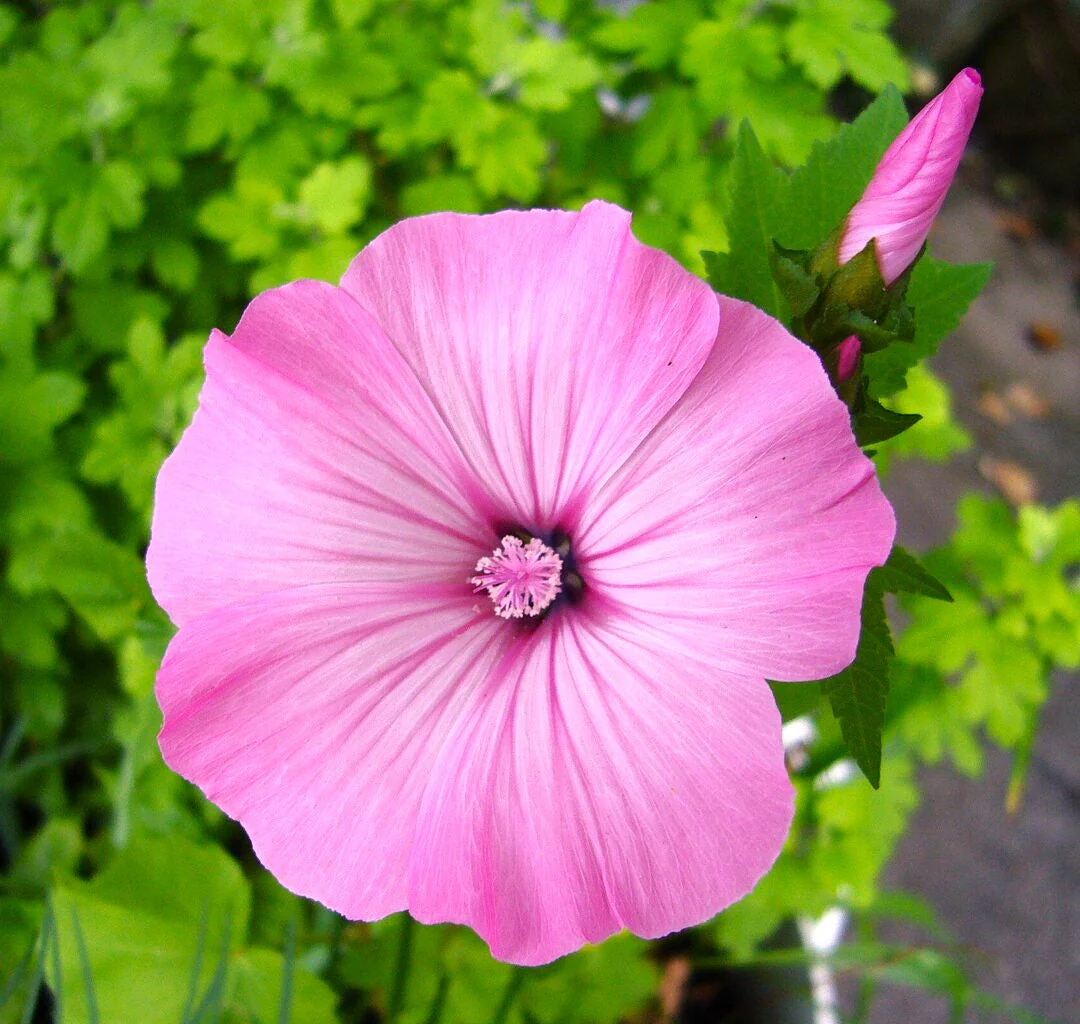 Blush Pink Regis Rose Mallow - Image 4