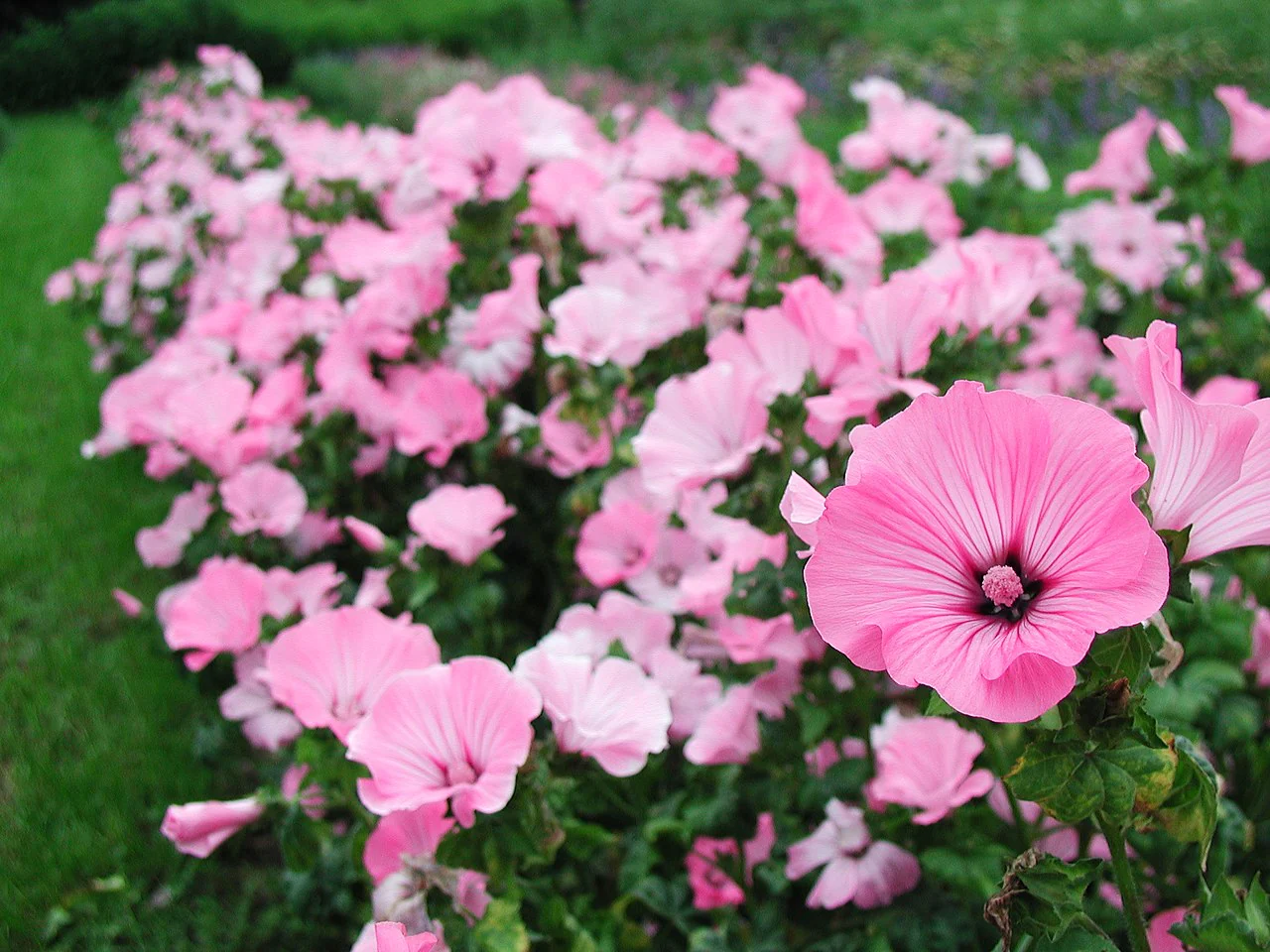 Blush Pink Regis Rose Mallow - Image 5