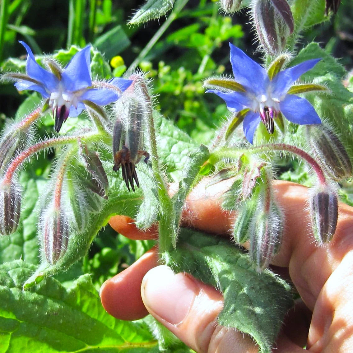 Borage - Image 4