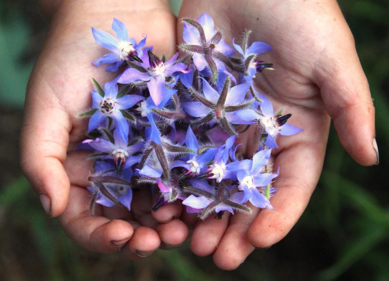 Borage - Image 5