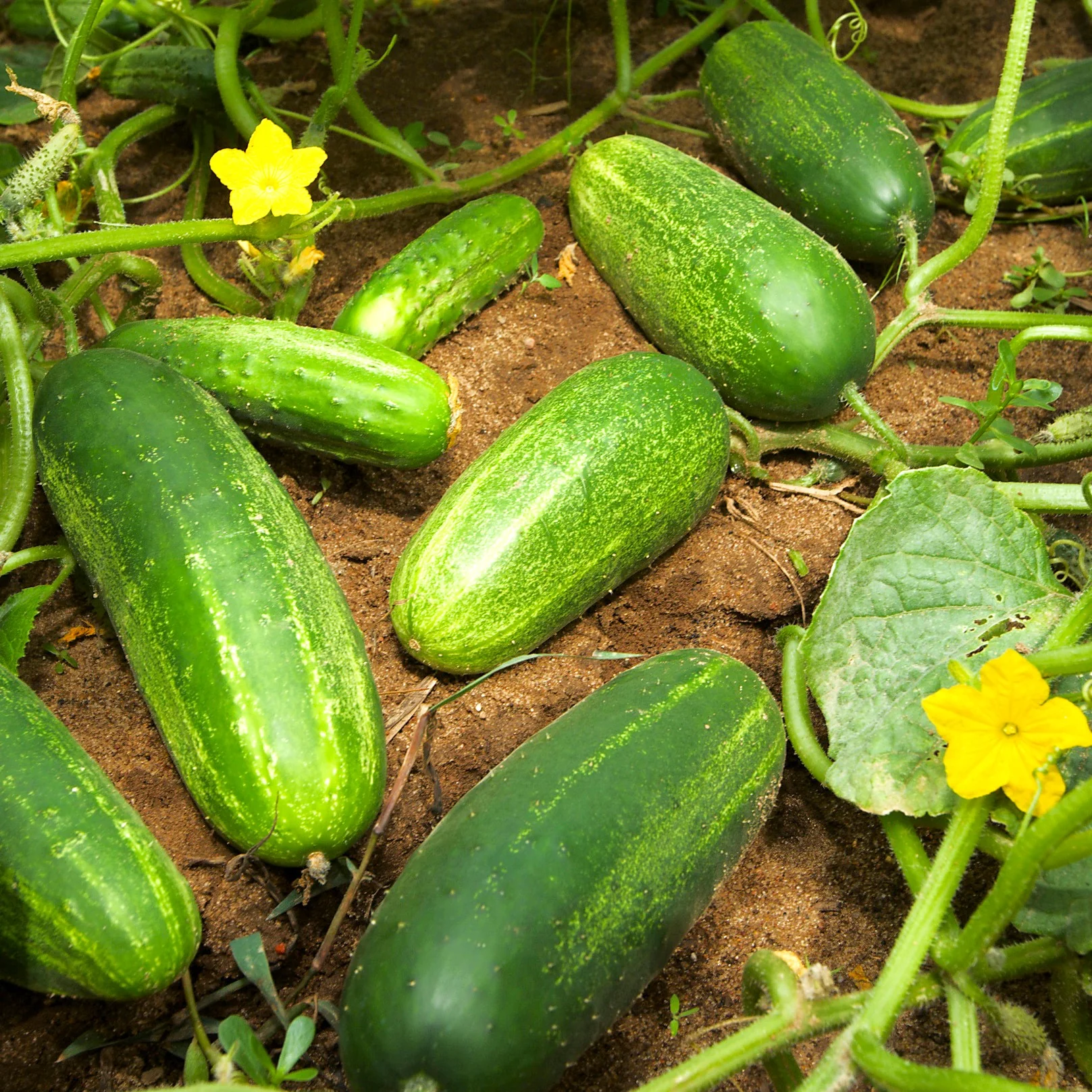 Boston Pickling Cucumber