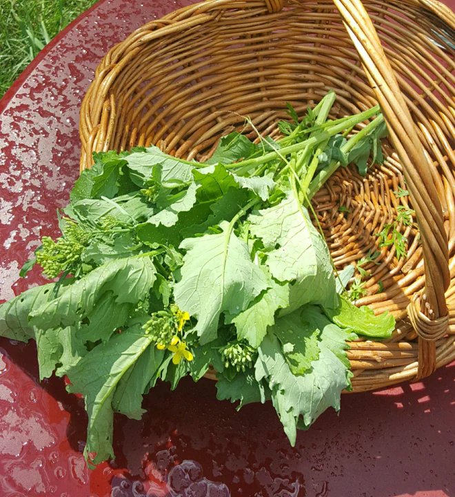 Broccoli Rabe (Rapini) - Image 4