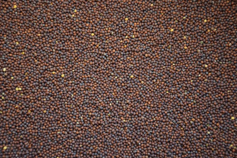 Spicy Brown Mustard Green - Image 11