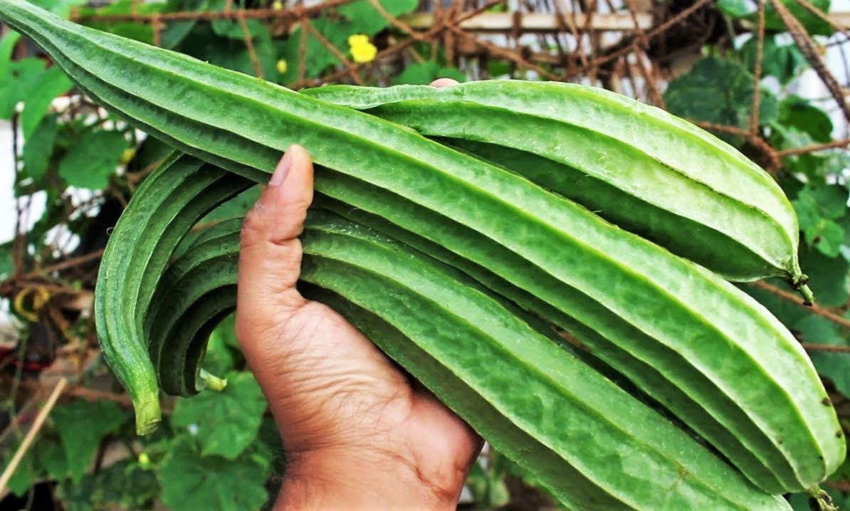 Buab Laem Angled Luffa Gourd - Image 3