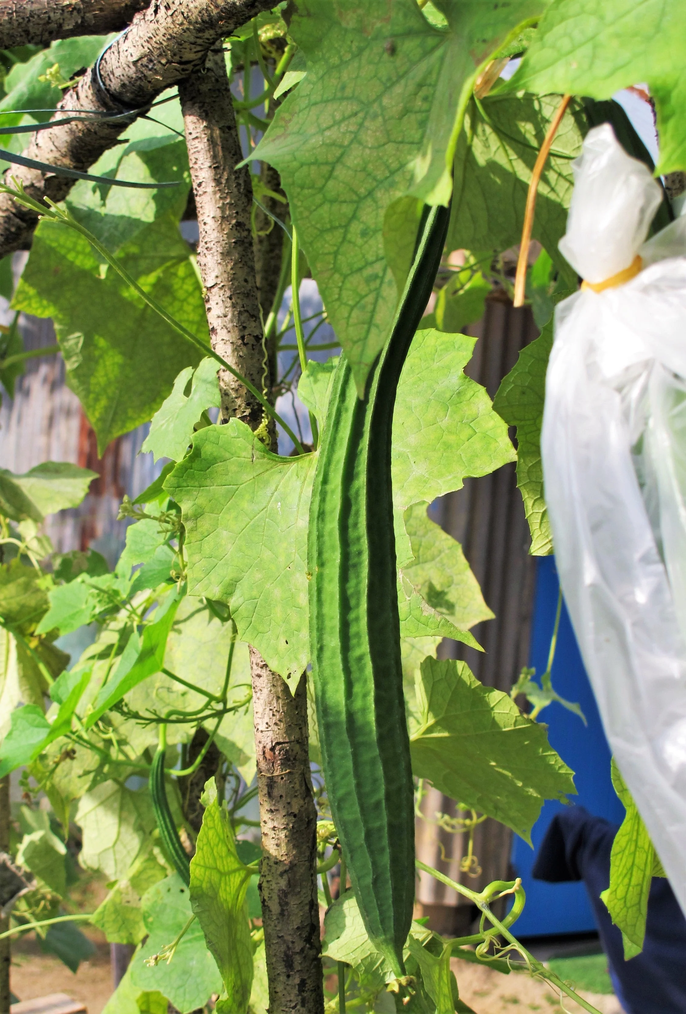 Buab Liam Angled Luffa Gourd - Image 2
