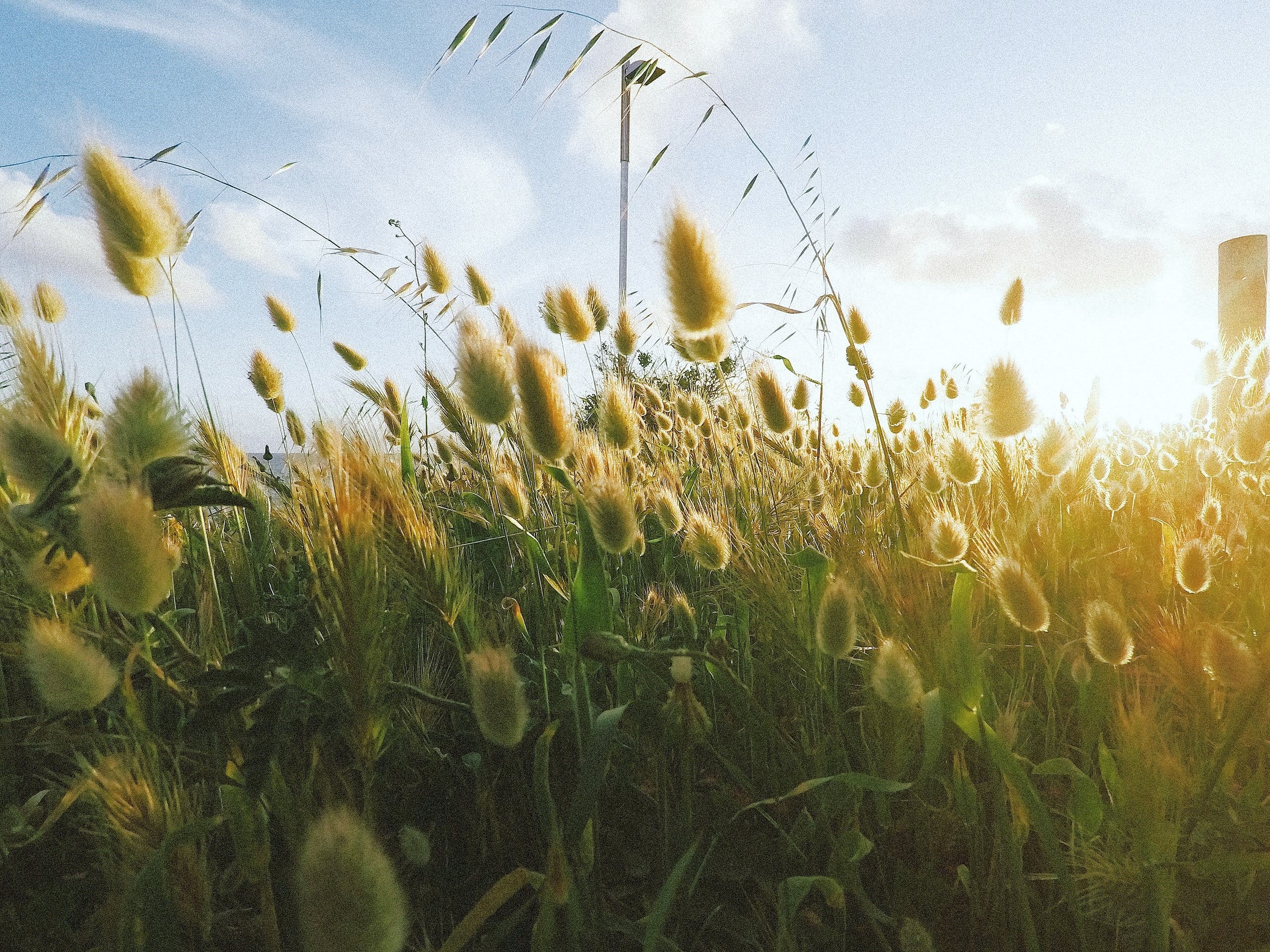 Bunny Tail Grass - Image 3