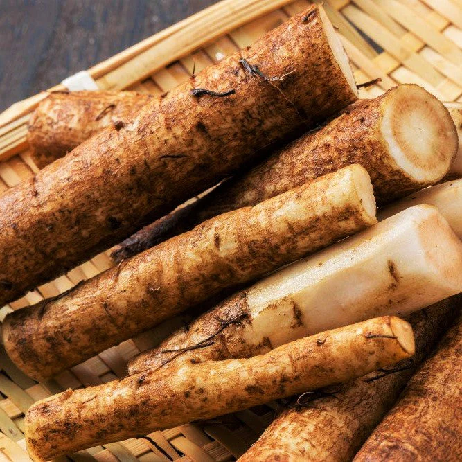 Great Burdock (USDA Organic)